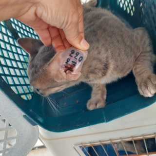 Campagne de stérilisation des chats errants : mois de septembre 2023 20230917