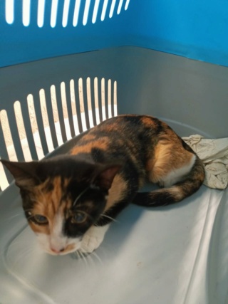 Campagne de stérilisation des chats errants : mois d'Octobre 2023 257_ap10