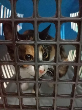 Campagne de stérilisation des chats errants : mois d'Octobre 2023 257_av10