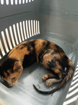 Campagne de stérilisation des chats errants : mois d'Octobre 2023 261_ap10