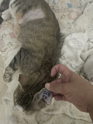 Campagne de stérilisation des chats errants : mois d'août 2023 36386510