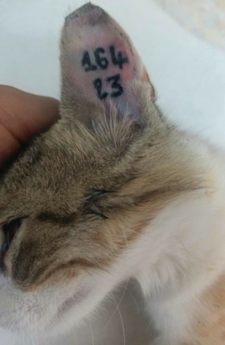 Campagne de stérilisation des chats errants : mois d'août 2023 36727610