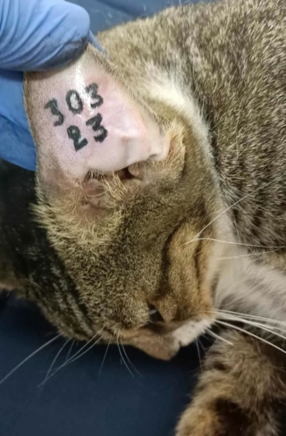 Campagne de stérilisation des chats errants : mois de novembre 2023 36868510