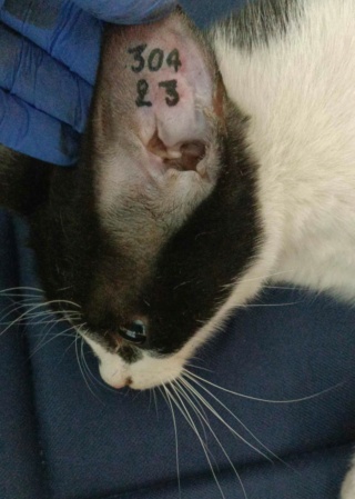 Campagne de stérilisation des chats errants : mois de novembre 2023 37028611