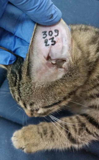 Campagne de stérilisation des chats errants : mois de novembre 2023 38644712