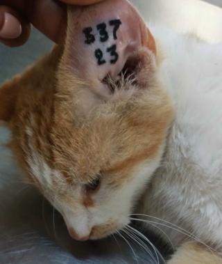 Campagne de stérilisation des chats errants : mois de décembre 2023 39320911