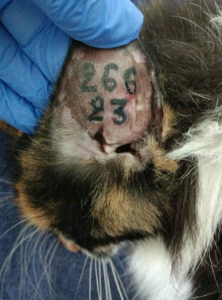 Campagne de stérilisation des chats errants : mois d'Octobre 2023 39365710