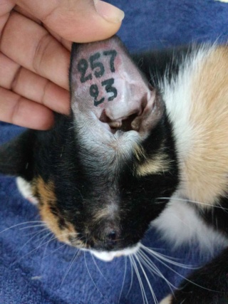 Campagne de stérilisation des chats errants : mois d'Octobre 2023 39411710