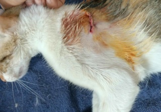 Campagne de stérilisation des chats errants : mois d'Octobre 2023 39415111