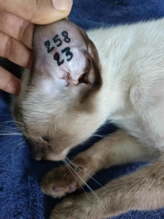 Campagne de stérilisation des chats errants : mois d'Octobre 2023 39423610