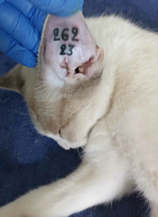 Campagne de stérilisation des chats errants : mois d'Octobre 2023 39424710