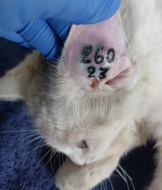Campagne de stérilisation des chats errants : mois d'Octobre 2023 39426010
