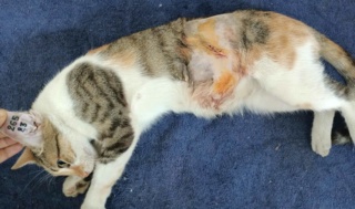 Campagne de stérilisation des chats errants : mois d'Octobre 2023 39426710