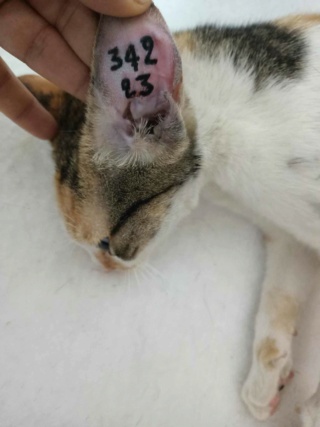 Campagne de stérilisation des chats errants : mois de décembre 2023 40532210