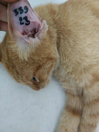 Campagne de stérilisation des chats errants : mois de décembre 2023 40657010