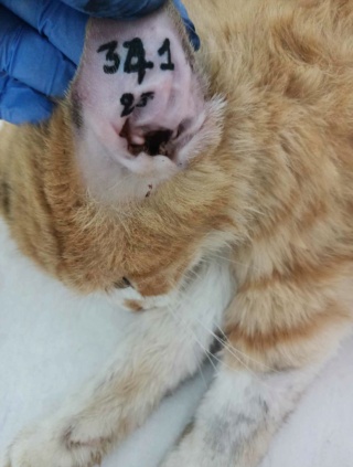 Campagne de stérilisation des chats errants : mois de décembre 2023 41035610
