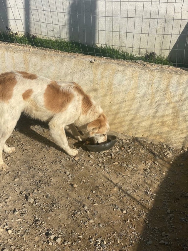 Besoin de croquettes en Tunisie - urgent 41706010