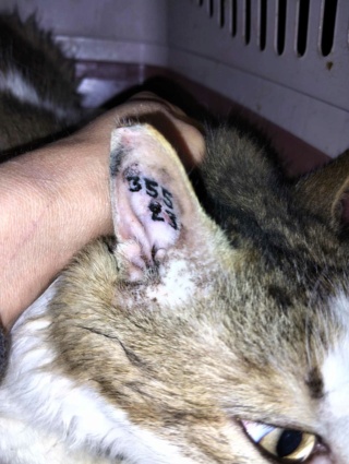 Campagne de stérilisation des chats errants : mois de décembre 2023 41743810