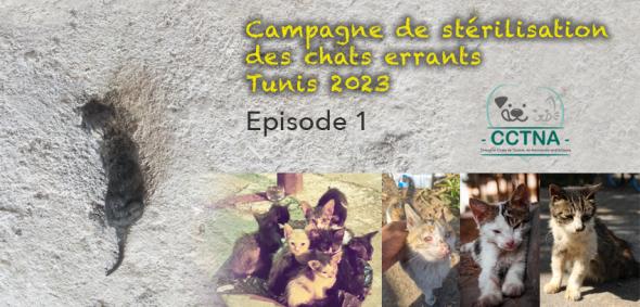 Stérilisation chats errants - Tunis - AVRIL 2023 Affic245