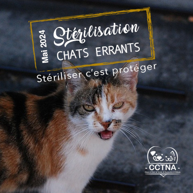 Stérilisation chats errants - Tunis - Mai 2024 Affich38