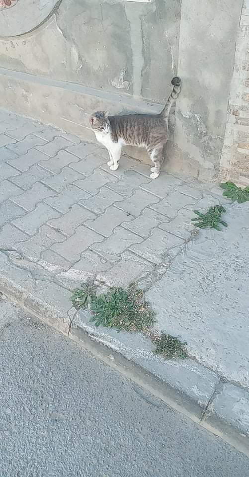 Campagne de stérilisation des chats errants - Tunis - FEVRIER 2022 Ariett10