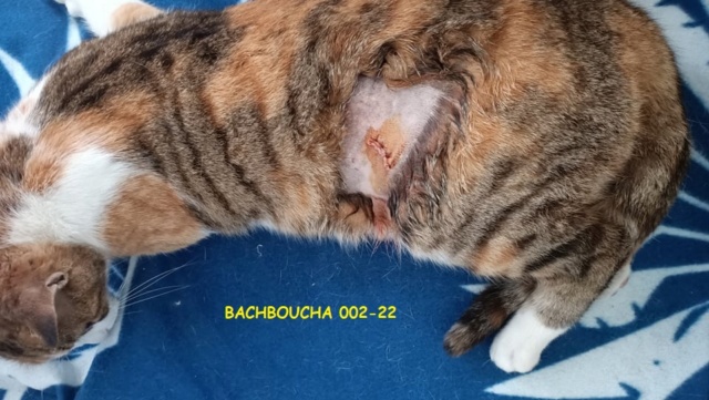 Campagne de stérilisation des chats errants - Tunis - FEVRIER 2022 Bachbo12