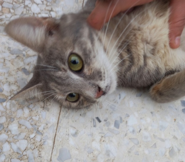Campagne de stérilisation des chats errants - Tunis - FEVRIER 2022 Bambi_62