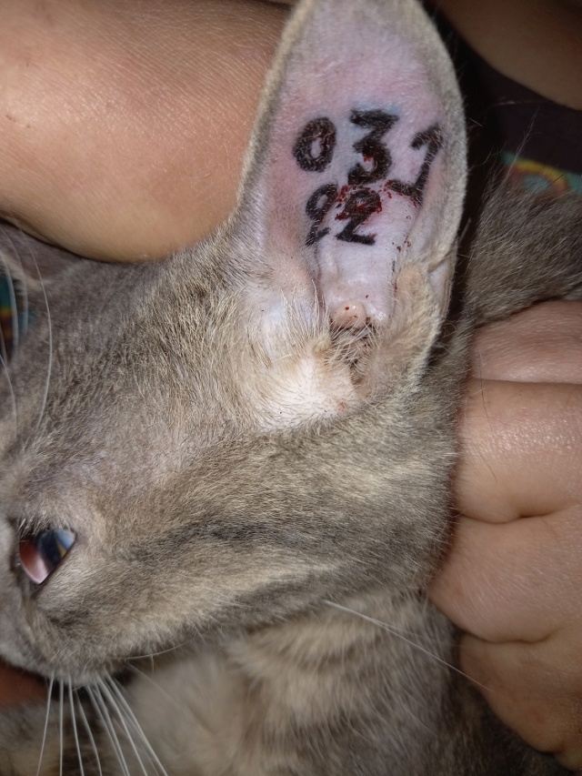 Campagne de stérilisation des chats errants - Tunis - FEVRIER 2022 Bambi_63