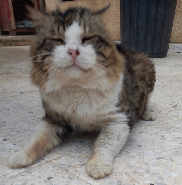 Campagne de stérilisation des chats errants - Tunis - FEVRIER 2022 Bibi_010