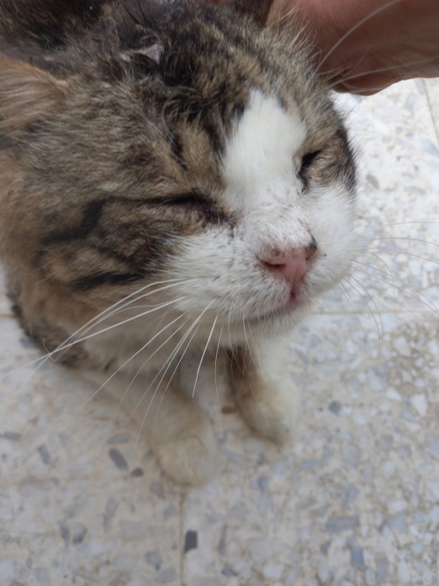 Campagne de stérilisation des chats errants - Tunis - FEVRIER 2022 Bibi_011