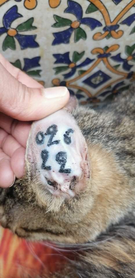 Campagne de stérilisation des chats errants - Tunis - FEVRIER 2022 Bibou_11