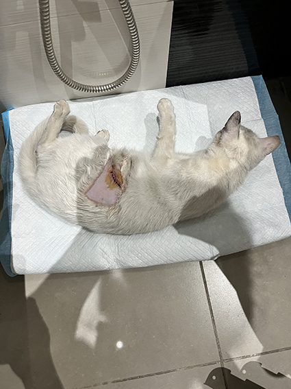 Campagne de stérilisation des chats errants - Tunis - FEVRIER 2022 Blanch45