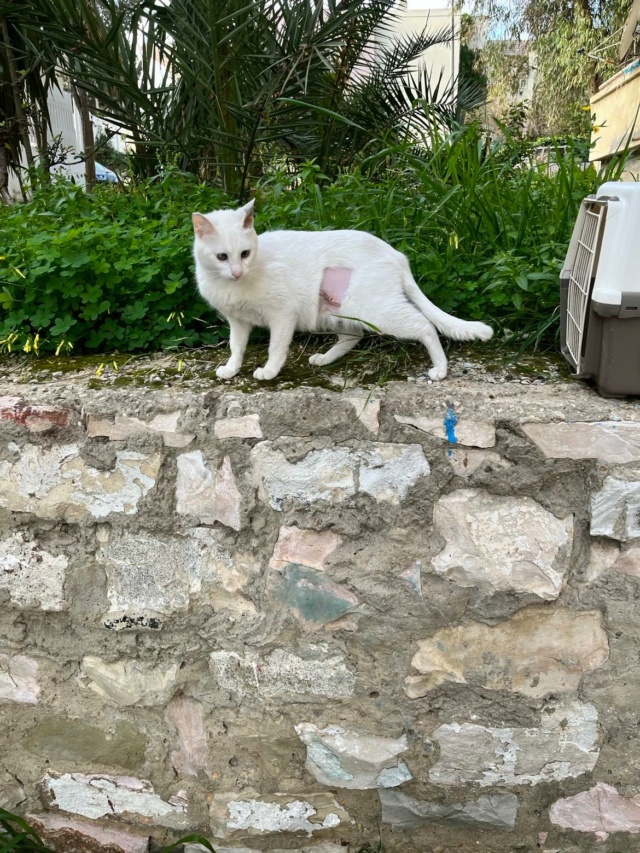 Campagne de stérilisation des chats errants - Tunis - FEVRIER 2022 Blanch46