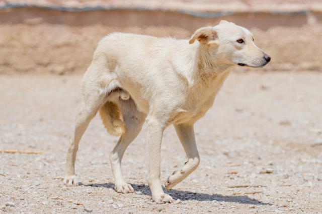 BOBBY-PAT, identifié 788.269.100.024.914, en pension à Tunis Bobby_32