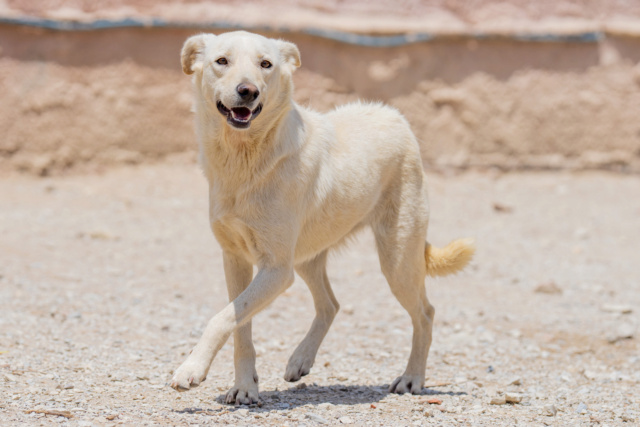 BOBBY-PAT, identifié 788.269.100.024.914, en pension à Tunis Bobby_35