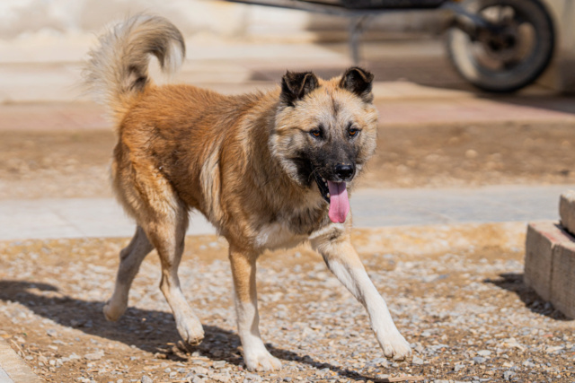 BOBO, identifié 788.269.100.026.520, en refuge PAT à Tunis Bobo_a13