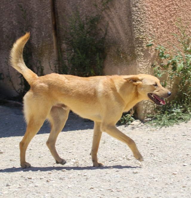 CHOPIN, identifié 788.269.100.028.012, adopté dpt 78 Chopin48