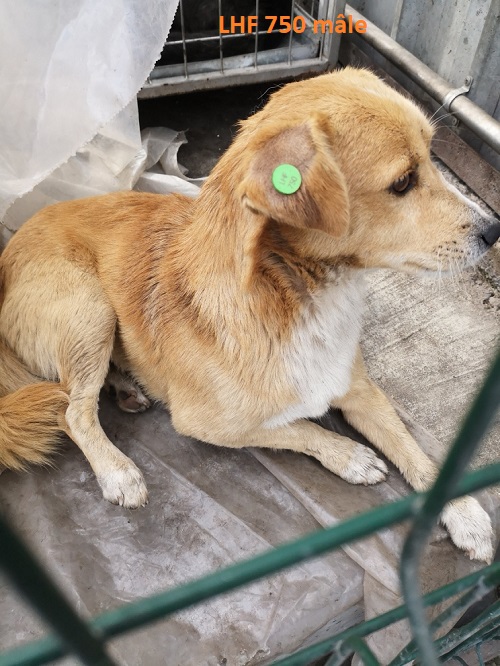 Stérilisation des animaux errants à DEVNYA - Octobre 2018 Cn_lhf10