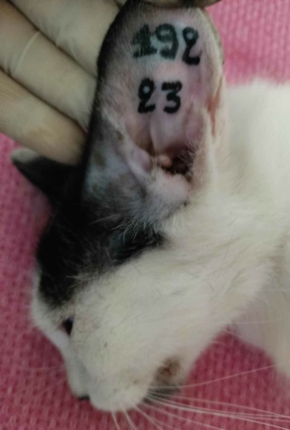 Campagne de stérilisation des chats errants : mois d'août 2023 Ct_19211
