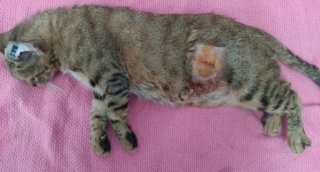 Campagne de stérilisation des chats errants : mois d'août 2023 Ct_19811