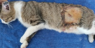 Campagne de stérilisation des chats errants : mois de septembre 2023 Ct_20710