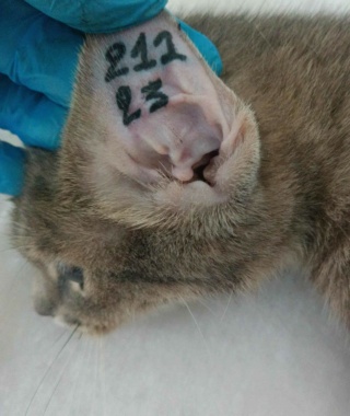 Campagne de stérilisation des chats errants : mois de septembre 2023 Ct_21111
