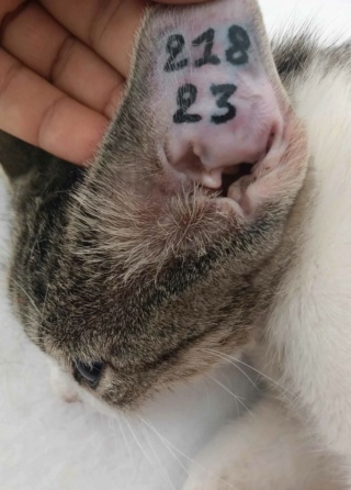 Campagne de stérilisation des chats errants : mois de septembre 2023 Ct_21810