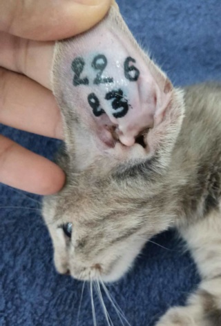 Campagne de stérilisation des chats errants : mois de septembre 2023 Ct_22611