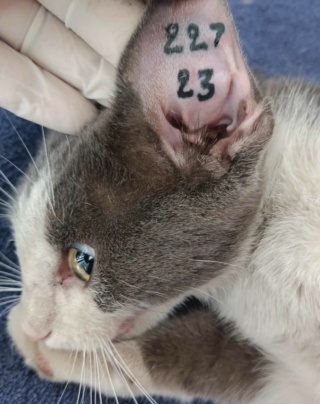 Campagne de stérilisation des chats errants : mois de septembre 2023 Ct_22710