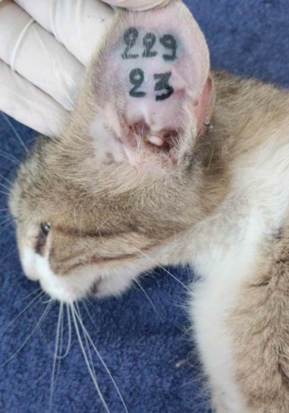 Campagne de stérilisation des chats errants : mois de septembre 2023 Ct_22910
