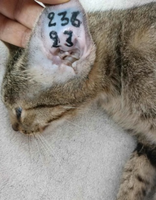Campagne de stérilisation des chats errants : mois de septembre 2023 Ct_23611