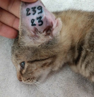 Campagne de stérilisation des chats errants : mois de septembre 2023 Ct_23911