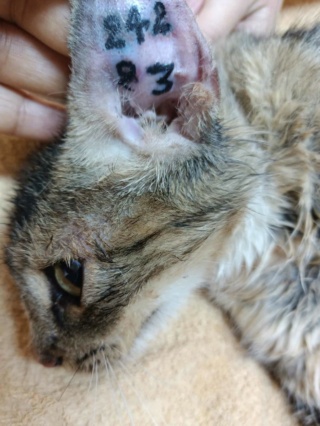 Campagne de stérilisation des chats errants : mois d'Octobre 2023 Ct_24212