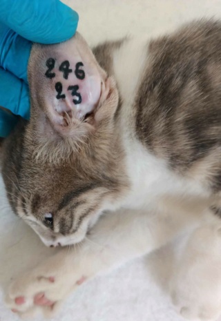 Campagne de stérilisation des chats errants : mois d'Octobre 2023 Ct_24611